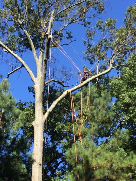 Northern Virginia Tree Experts
