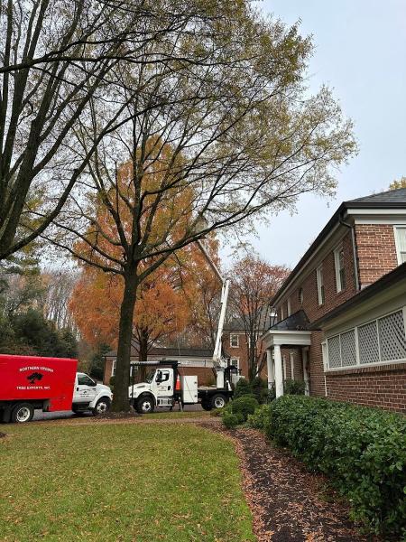 Northern Virginia Tree Experts