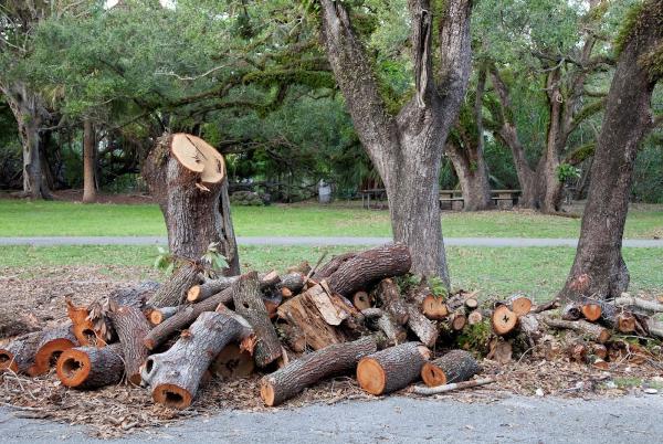 Champion Tree Trimming Service