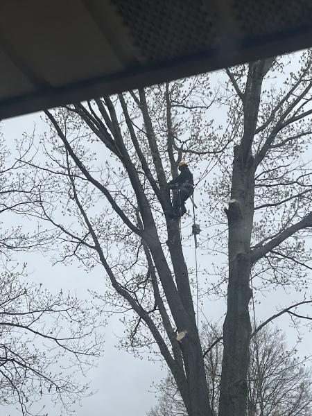 A Cut Above Tree Care!