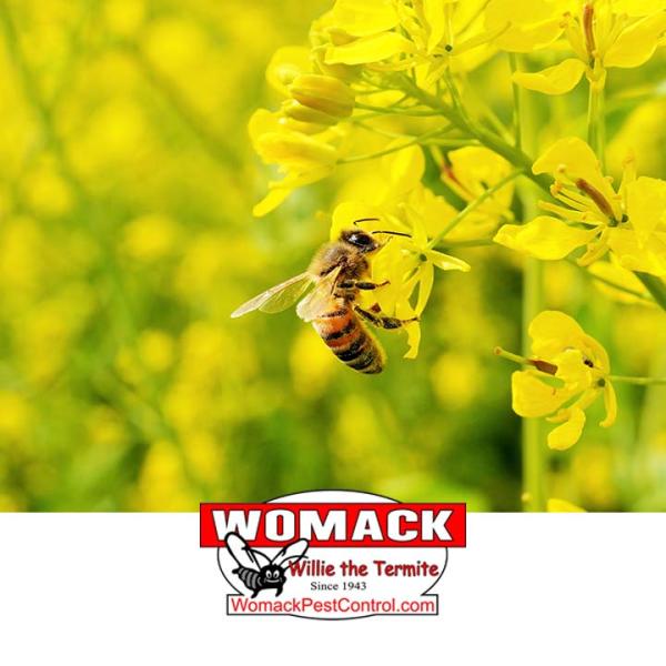 Womack Pest Control