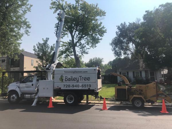 Bailey Tree LLC