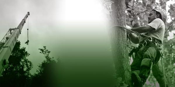 North Raleigh Tree Service