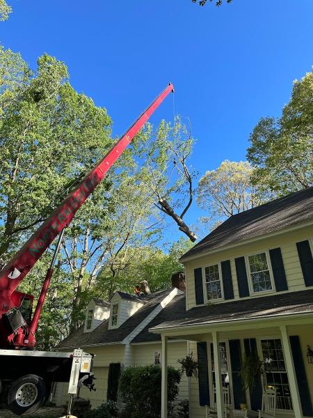 North Raleigh Tree Service