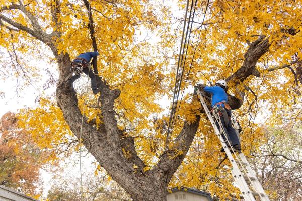 Texas Tree Surgeons