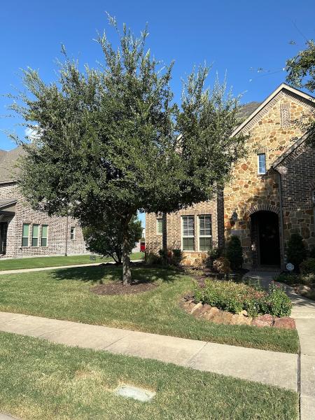 Texas Tree Surgeons