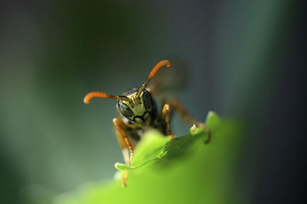 Sam the Bug Man NJ