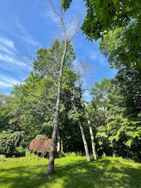 JPS Tree Services LLC