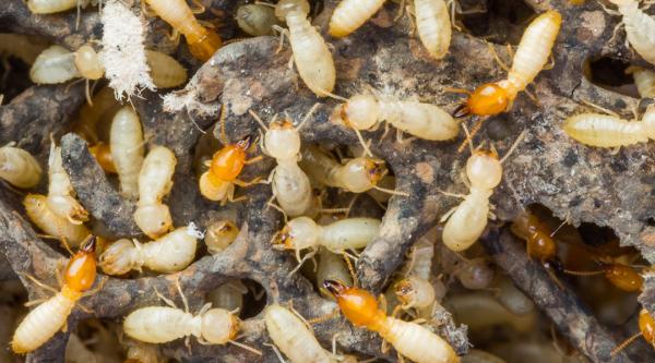 CE Pest Control