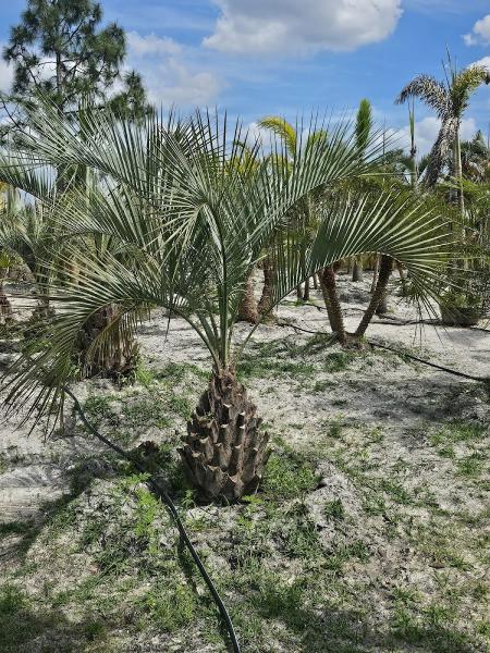 Clean View Tree Services SW Florida INC