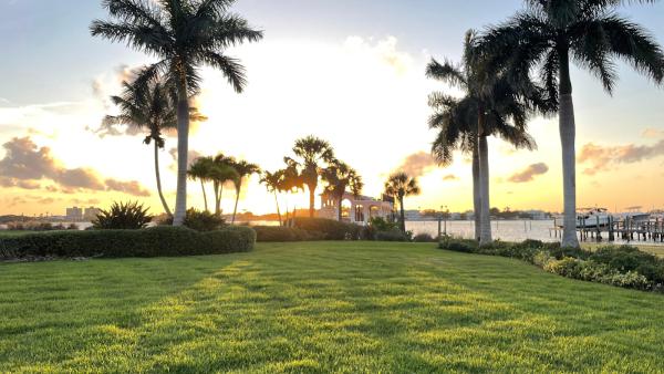 Barefoot Grass