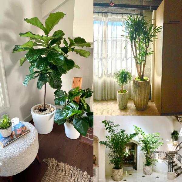 Growing Roots