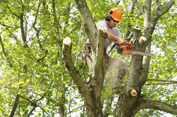 Homestead Tree Removal Service
