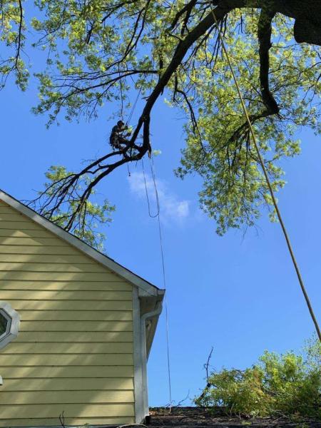 Over the Top Tree Service LLC