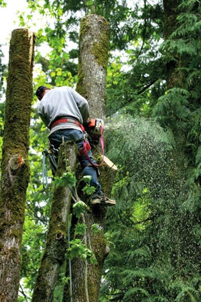 Lauber Lawn and Tree Service L.l.c.