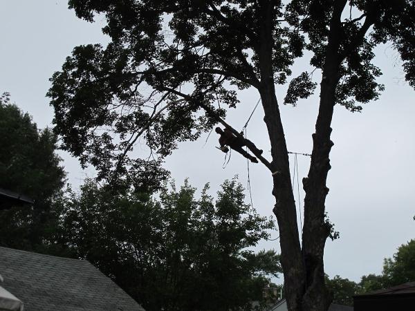 Mikon Tree Care