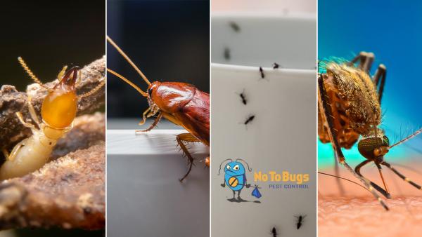 No To Bugs Pest Control