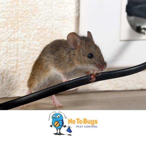 No To Bugs Pest Control