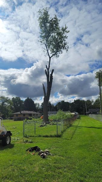 Chapman's Tree Care