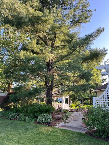 Chapman's Tree Care