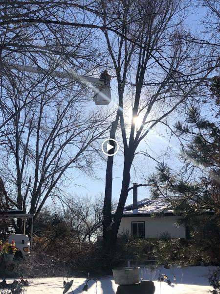 Shady Grove Tree Services