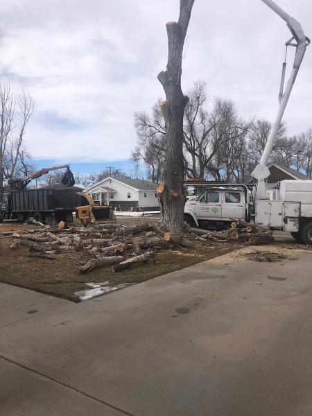 Shady Grove Tree Services