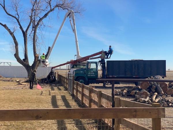 Shady Grove Tree Services