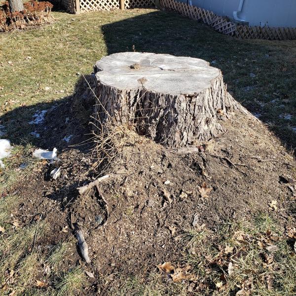 Kevin's Stump Removal