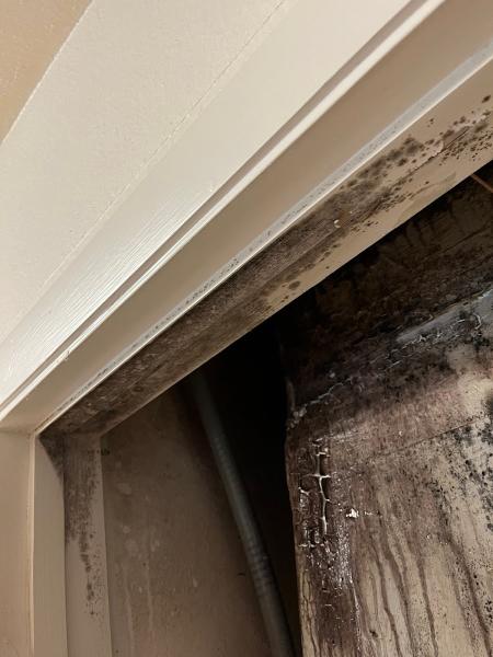 Mold Remediation Specialists