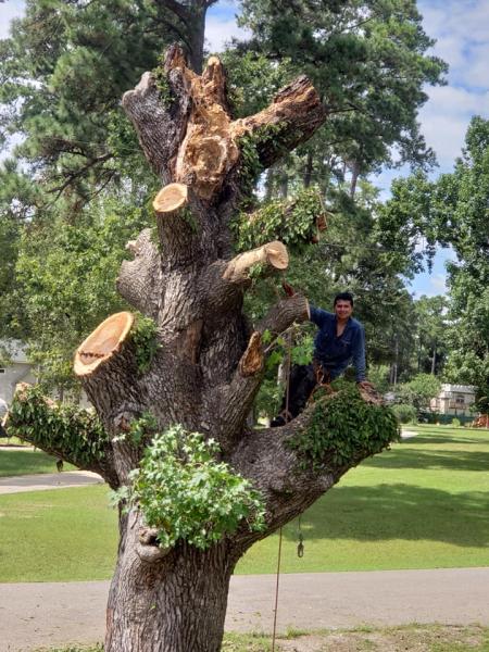 J and J Custom Tree Service