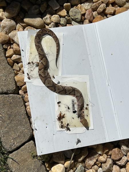 Xceptional Wildlife Removal