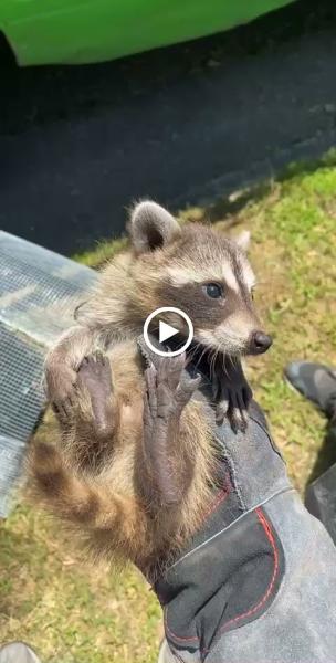 Wildlife X Team