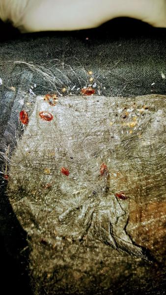 A Pest 2 Go Pest Mgmt. Services