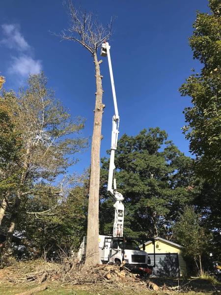 A&m Tree Service LLC