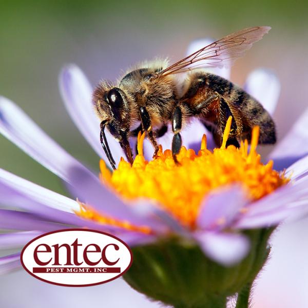 Entec Pest Management