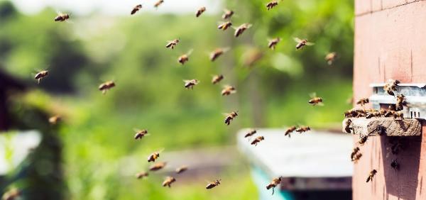 Nelson's Bee Removal