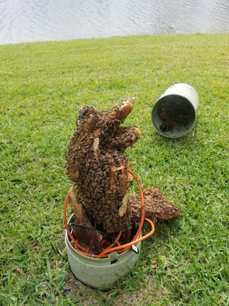 Nelson's Bee Removal