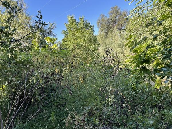 JDL Vegetation Management