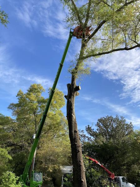 Big Green Tree Machine