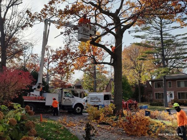 Simo Brothers Tree Service