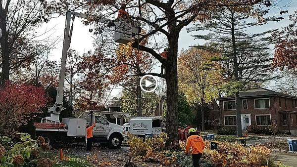 Simo Brothers Tree Service