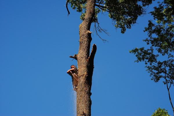 Chop N Drop Tree Service