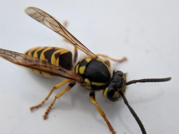 American Pest Solutions