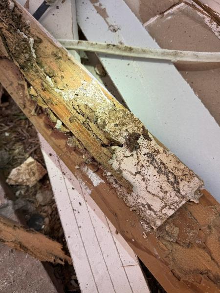 Sandhoff Services Pest and Termite