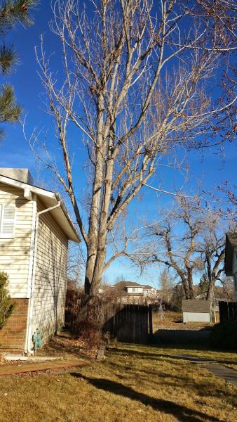 A-1 Natural Arbor Care