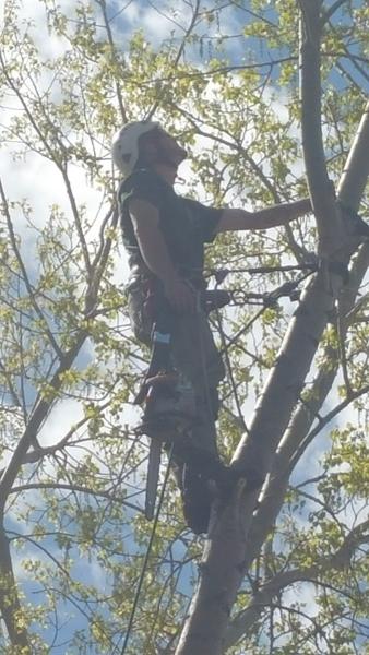 A-1 Natural Arbor Care