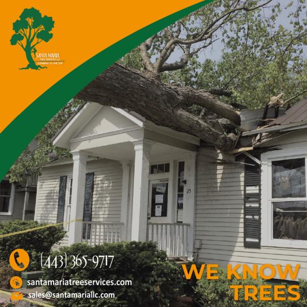 Santa Maria Tree Services