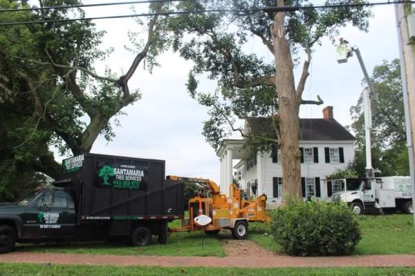 Santa Maria Tree Services