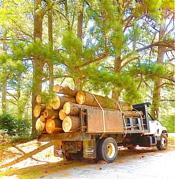 Amazon Tree Service