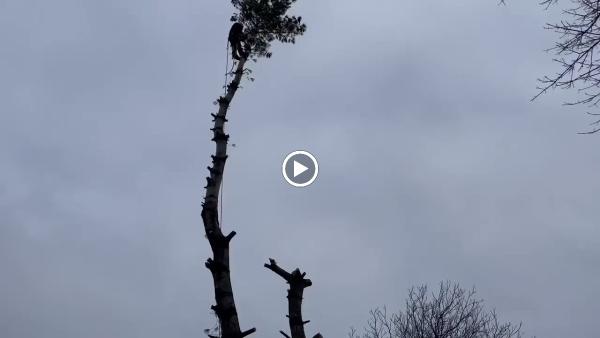 Steves Tree Cutting Service